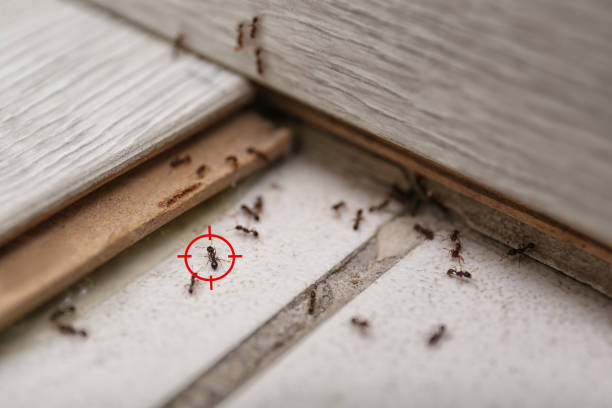 Best Affordable Pest Control Services  in Flowery Branch, GA