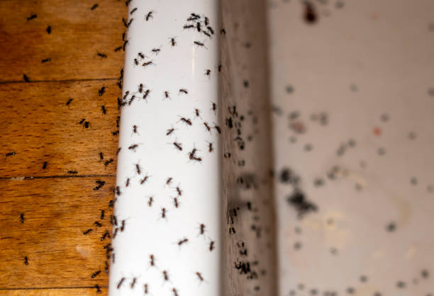 Best Pest Removal Services  in Flowery Branch, GA